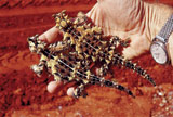 thorny devil