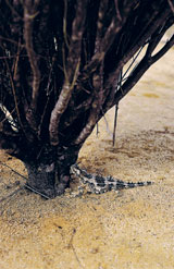 thorny devil