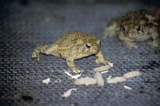 captive-bred-and-raised Bufo