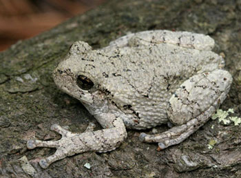 Gray's treefrog