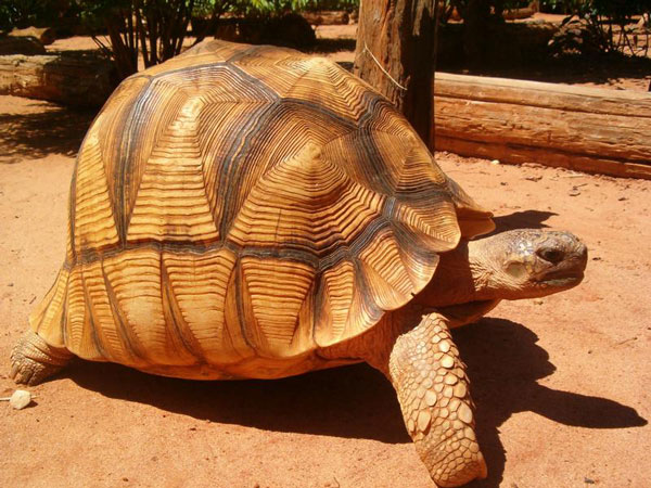 Astrochelys yniphora