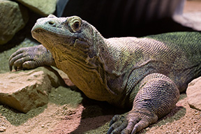 Komodo dragon