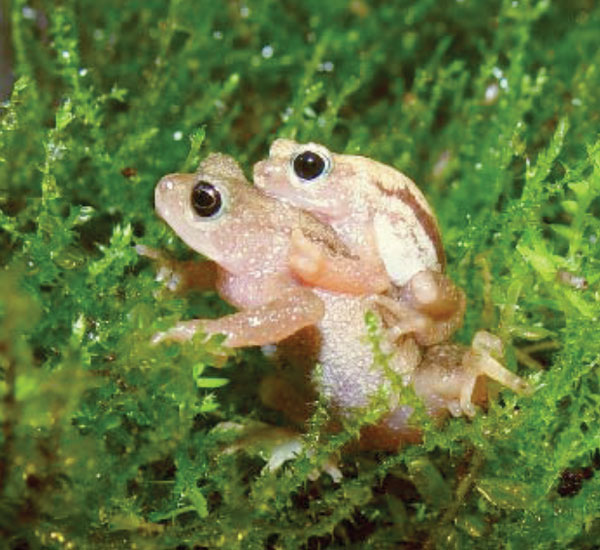 Kihansi spray toad