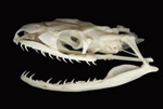 Mystery Skull Challenge March-April 2011