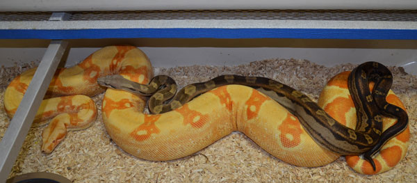 male motley het boa