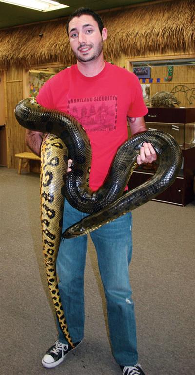 Breeding Green Anacondas