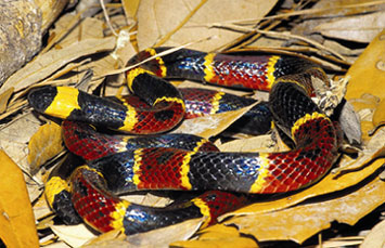 coral snake