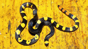 pygmy coral snake (Leptomicrurus scutiventris) 