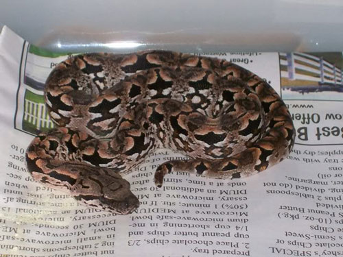 Dumeril's boa