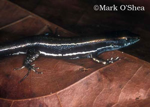 Jakati River skink (Emoia jakati) 