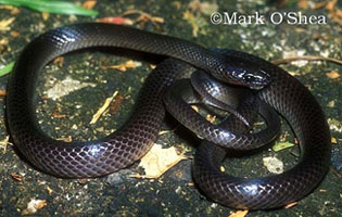 Common ground snake
