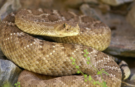 Western Diamondback rattlesnake