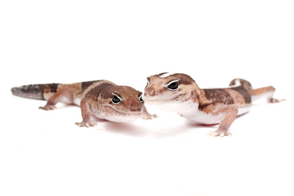 fat tailed gecko