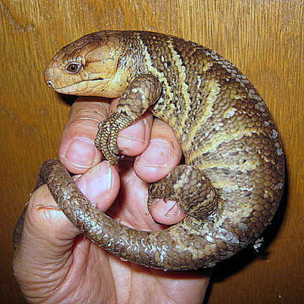 prehensile tailed skinks