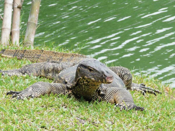 asian water monitor