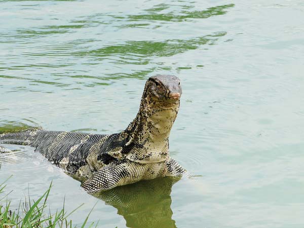 Asian water monitors