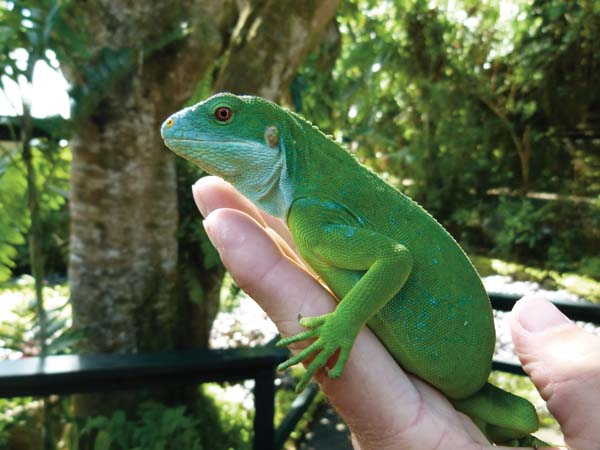 Seeking Out The Fiji Crested Iguana - Reptiles Magazine