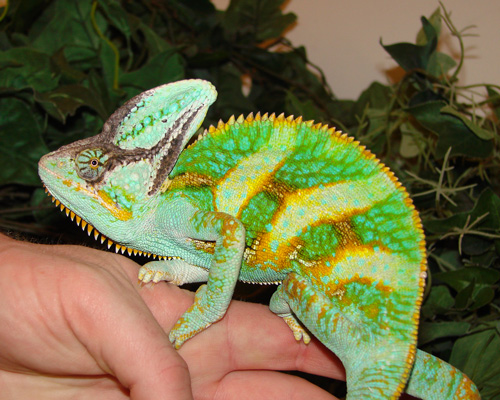 chameleon