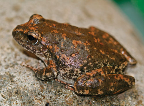 A captive breeding program has been established at Taronga Zoo for the critically endangered booroolong frog (Litoria booroolongensis).