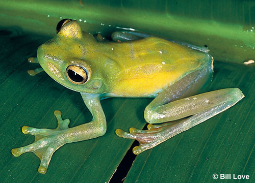 Glass frog 