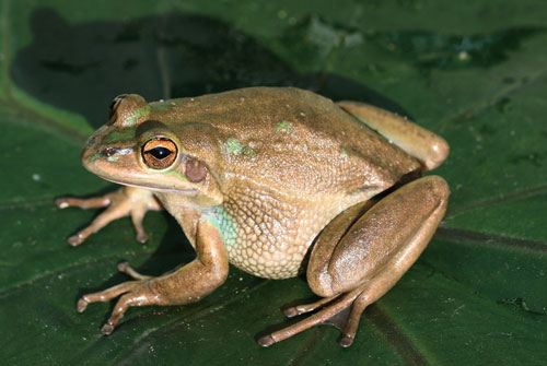 Chytrid Fungus Threatens Frogs In Australia