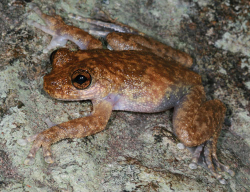 litoria nannotis