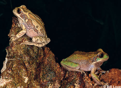 marsupial treefrog