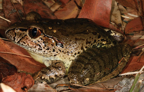 Mixophyes iteratus