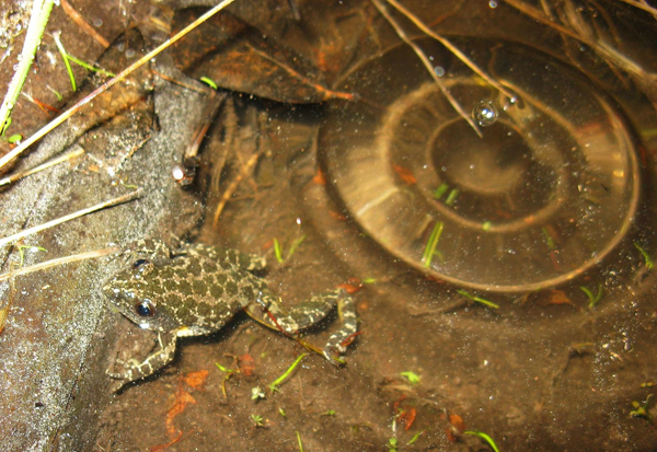 Chorus frog