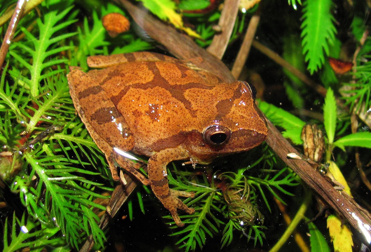 Spring peeper