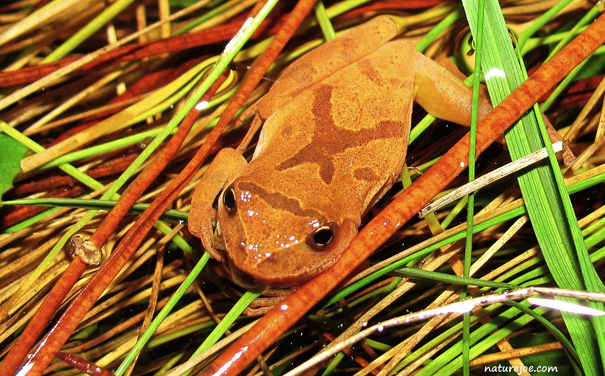 Spring peeper