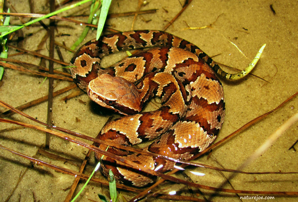 juvenile cottonmouth
