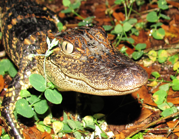 alligator