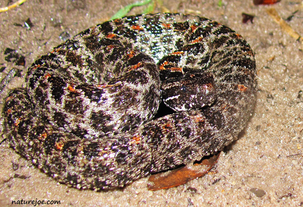 dusky pygmy rattlesnake