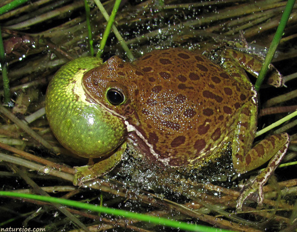barking treefrog