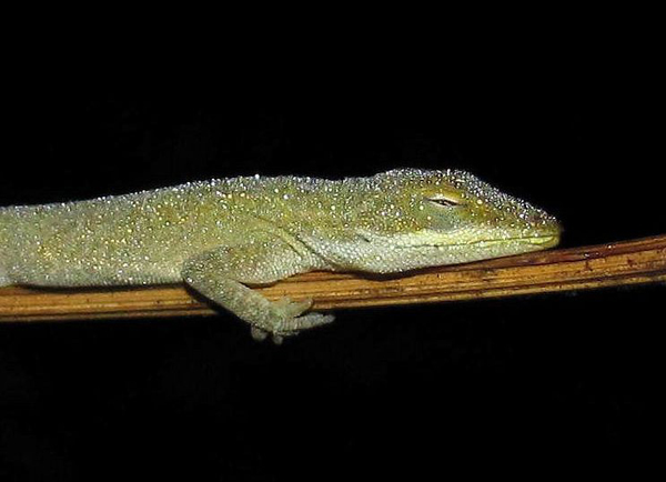 anole