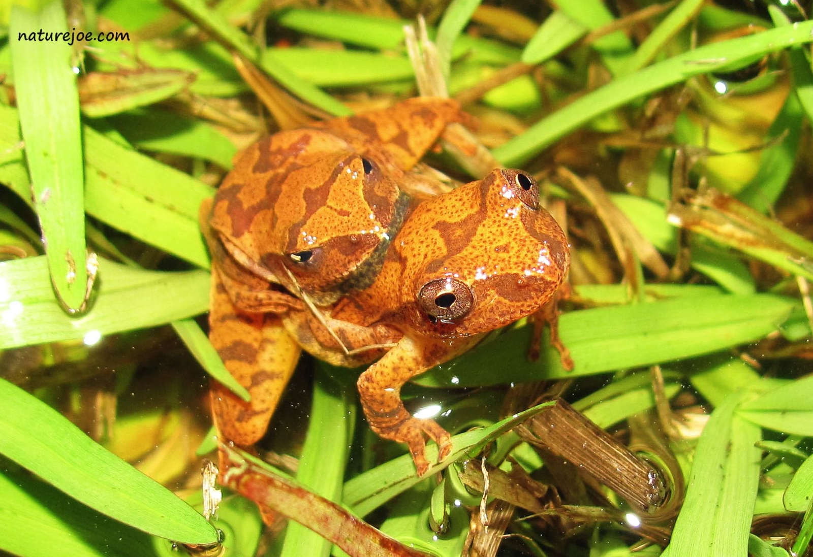 spring peeper pair