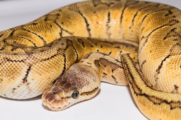 Lemon Burst Royal ball python