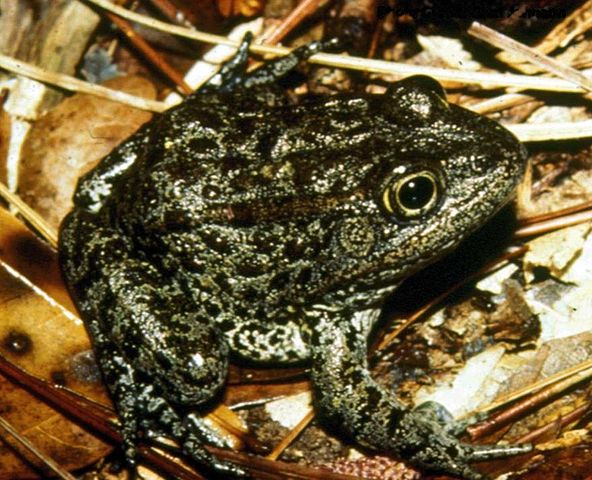 Mississippi gopher frog