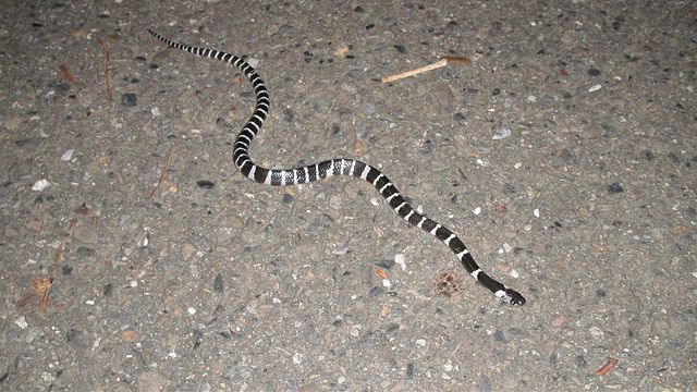 Chinese krait