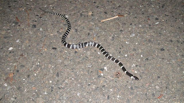 Chinese krait