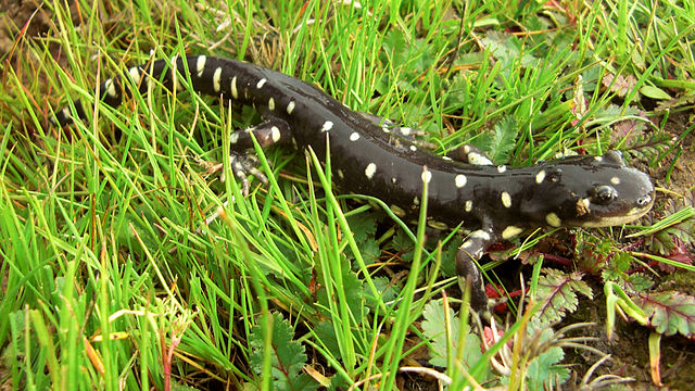 USFWS Releases Draft Recovery Plan for Tiger Salamander