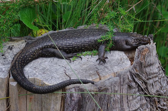 King's skink