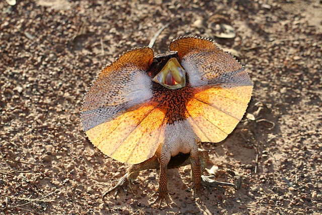 Frilled lizard