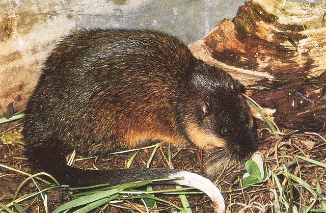 Australian water rat Hydromys chrysogaster