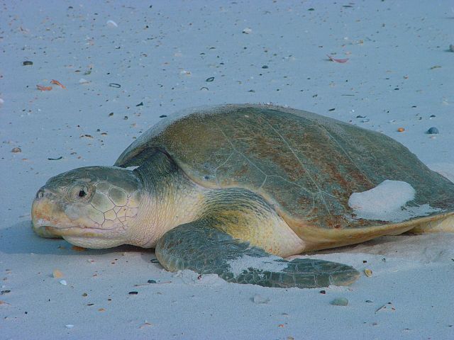 Kemp's Ridley sea turtle