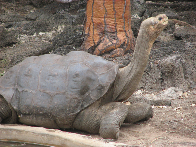 Lonesome George