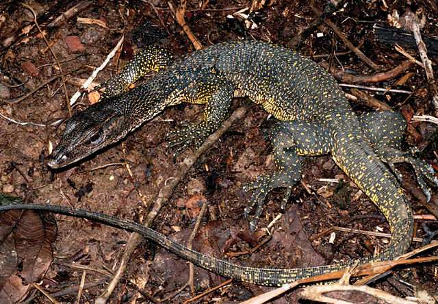 the marbled water monitor, Varanus marmoratus