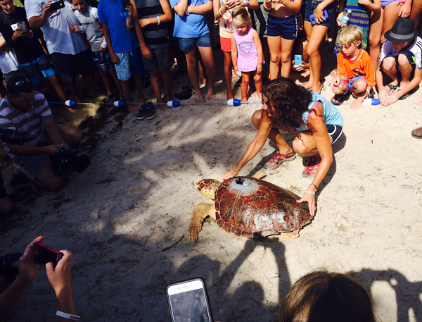 Aaron the loggerhead sea turtle