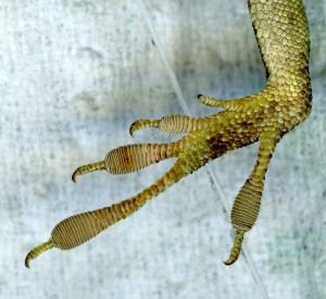 The foot pads of the green anole